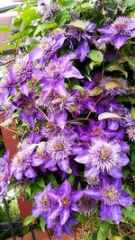 Close-up of purple flowers blooming outdoors