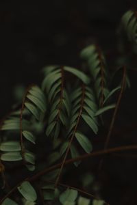 Close-up of fresh green plant