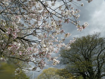 Low angle view of apple blossoms in spring