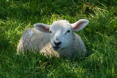 Four week old lamb low angle view portrait in green grass field single sheep