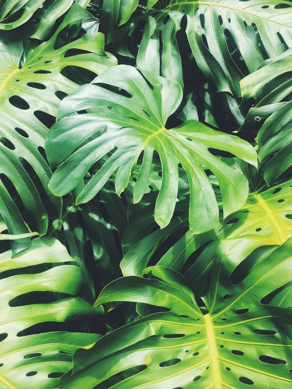 CLOSE-UP OF FRESH GREEN LEAVES