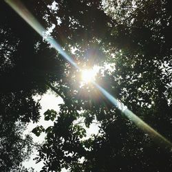 Low angle view of trees against sky
