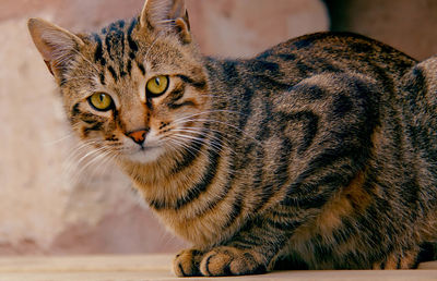 Portrait of tabby sitting on floor