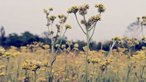 Close-up of yellow flowering plant on field