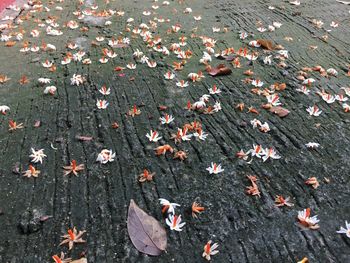 High angle view of fallen maple leaves