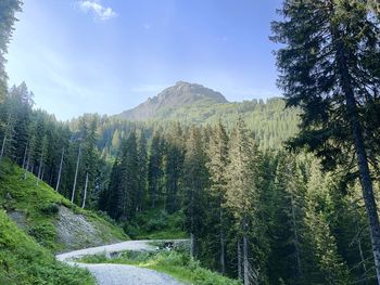 Panoramic view of trees and mountains against sky