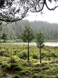 Trees on field in forest