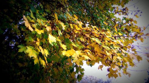 Low angle view of tree