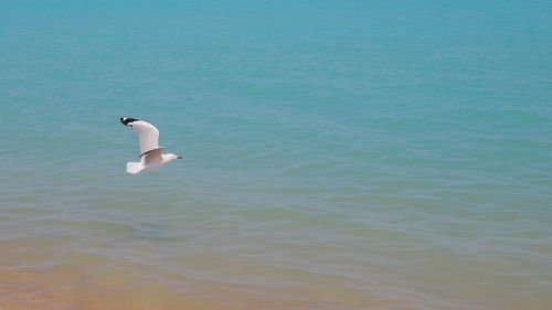 Swan on sea shore