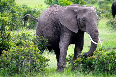 Elephant in a forest