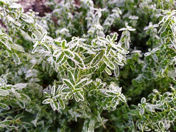 Close-up of frozen leaves