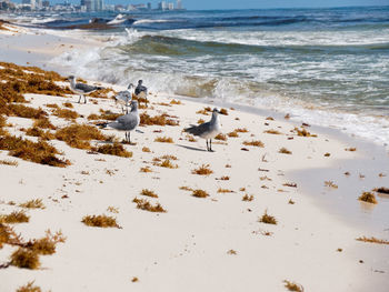 Flock of birds on beach