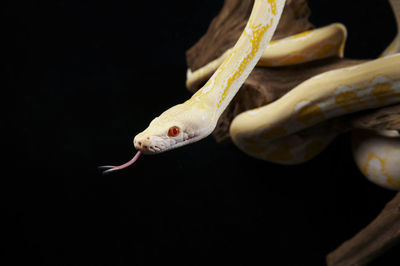 Close-up of snake against black background