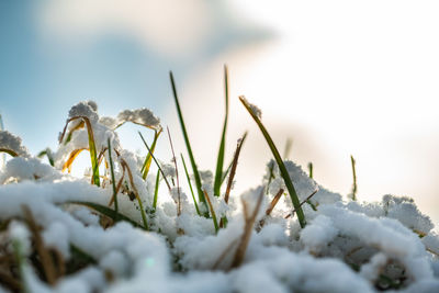 Close-up of frozen plant on field during winter
