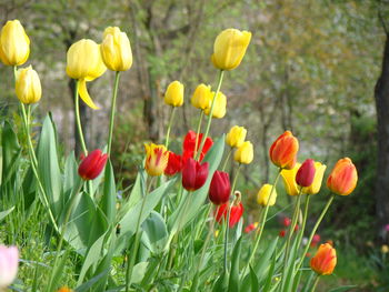 Close-up of fresh yellow flowers in field