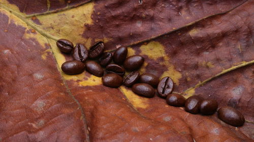 Full frame shot of dried leaves