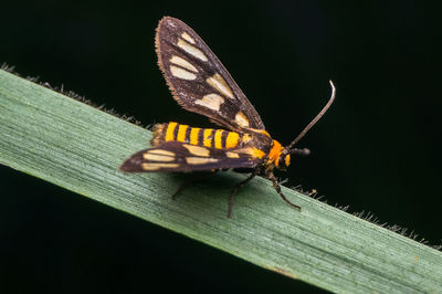 Close-up of insect on plant