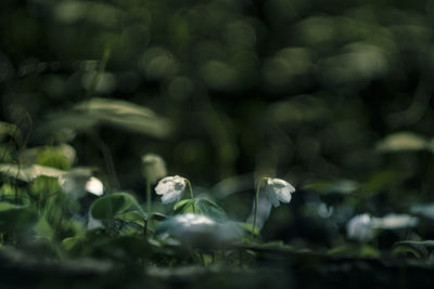 Close-up of white flowering plant