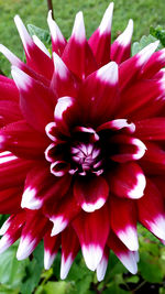 Close-up of pink flowers