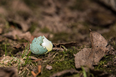 Close-up of mushroom growing on field