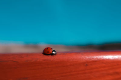 Close-up of ladybug on orange surface