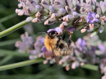 Close-up of bee on purple flower