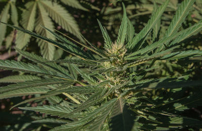 Close-up of cannabis plant