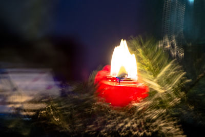 Close-up of illuminated flower