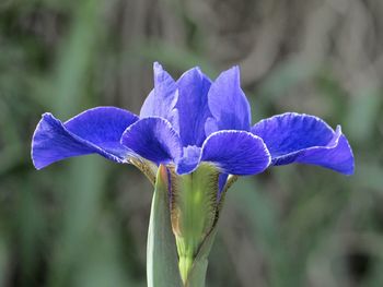 Close-up of purple iris flower