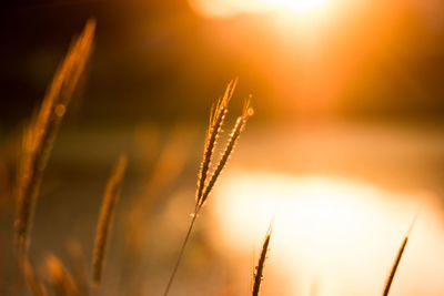 Close-up of stalks against sunset