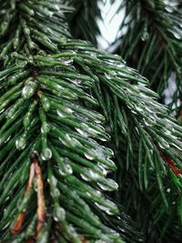 Close-up of pine tree