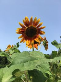 Close-up of sunflower against clear sky