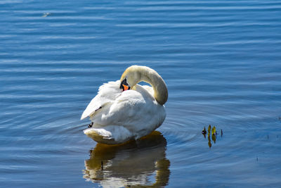 Swan swimming in lake