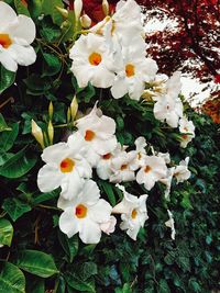 Close-up of white flowers blooming outdoors
