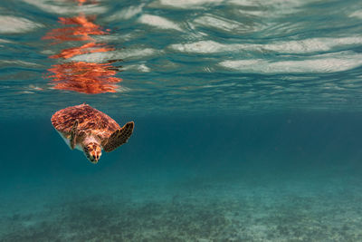 View of jellyfish swimming in sea