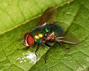 Close-up of fly on leaf