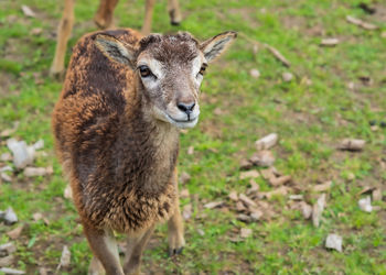 Portrait of sheep on field