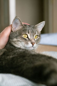 Close-up portrait of tabby cat on bed
