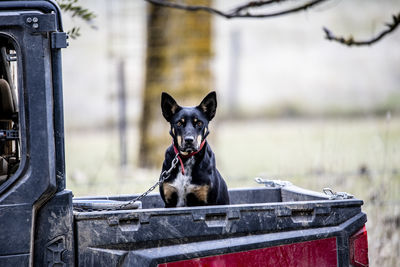 Close-up of dog