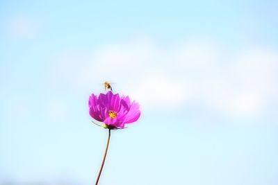 Close-up of pink purple flower against sky