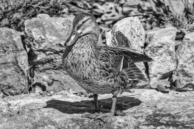 Close-up of a bird on rock