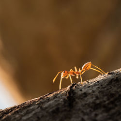 Close-up of ant on wood