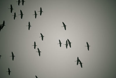 Low angle view of birds flying in sky