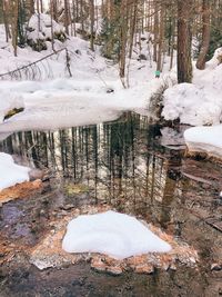 Reflection of trees on water