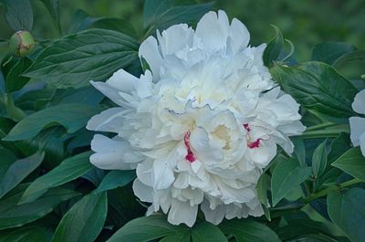 Close-up of white flowering plant