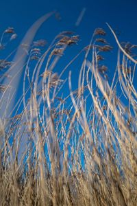 Close-up of crops against blue sky