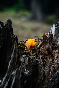 Close-up of flowering tree stump