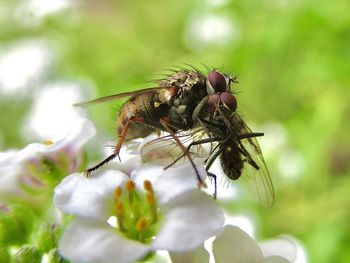 Close-up of insect on flower