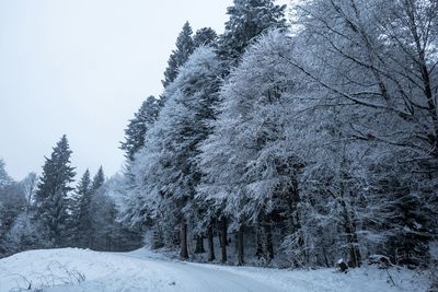 Trees on snow covered land against sky