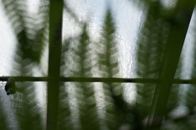 Full frame shot of green plants